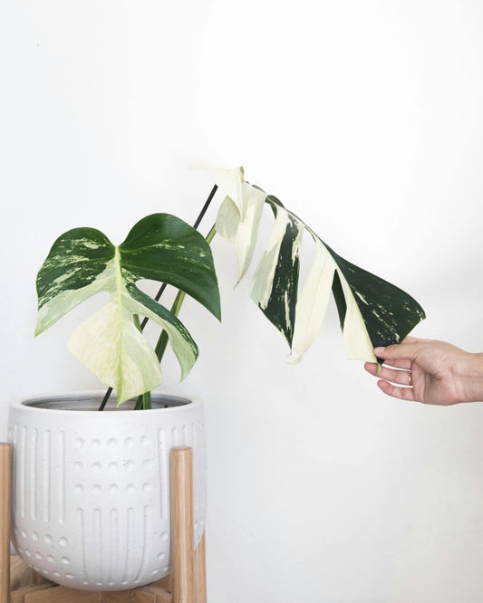 Aracées-variegata-sont-elles-plus-fragiles Green and White Plants