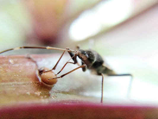 Comment-protéger-ses-plantes-tropicales-rares-des-parasites Green and White Plants