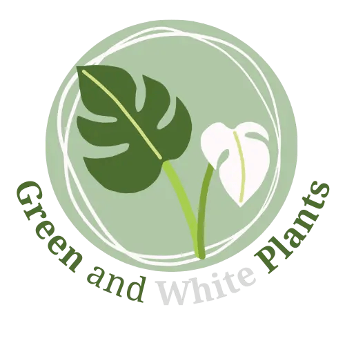 Green-and-White-Plants-comment-nous-importons-ces-plantes-tropicales-rares Green and White Plants