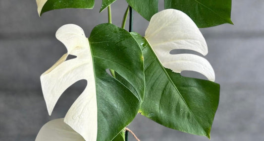 Comment-entretenir-une-Monstera-Deliciosa-Albo-Variegata Green and White Plants