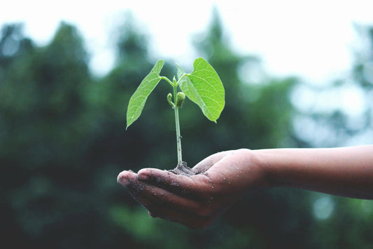 L-avenir-des-Aracées-plantes-tropicales-rares-et-innovation-en-Europe Green and White Plants