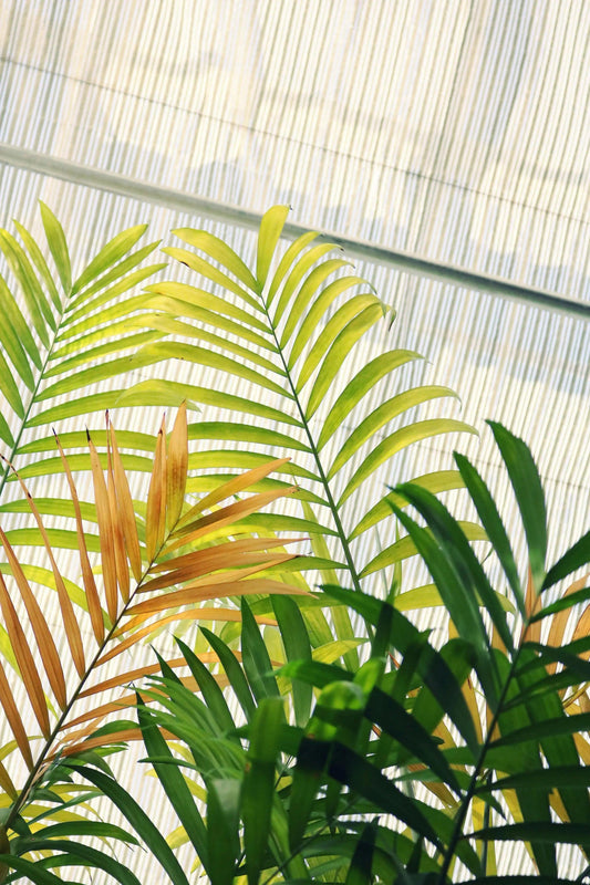La-France-Le-marché-de-la-plante-tropicale Green and White Plants