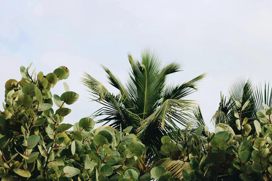 La-Thaïlande-Le-paradis-des-plantes-rares Green and White Plants