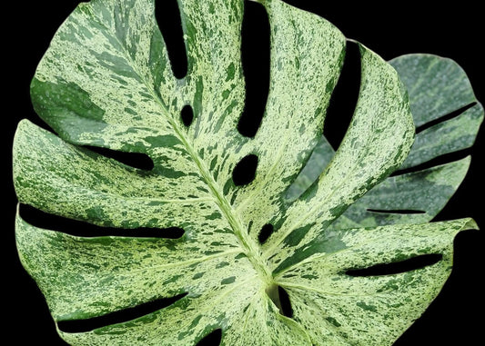 Comment-entretenir-une-Monstera-Bulbasaur Green and White Plants