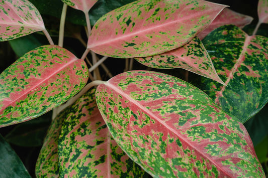 Acheter-un-Aglaonema-variétés-rares-conseils-d-achat-et-erreurs-à-éviter Green and White Plants