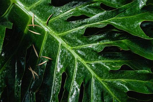 Pourquoi-adopter-une-Aracée-Plantes-tropicales-d-intérieur-faciles Green and White Plants