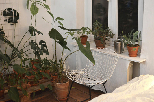 Comment-reconnaître-une-plante-Aracée-Guide-des-plantes-tropicales-rares-Green-and-White-Plants Green and White Plants