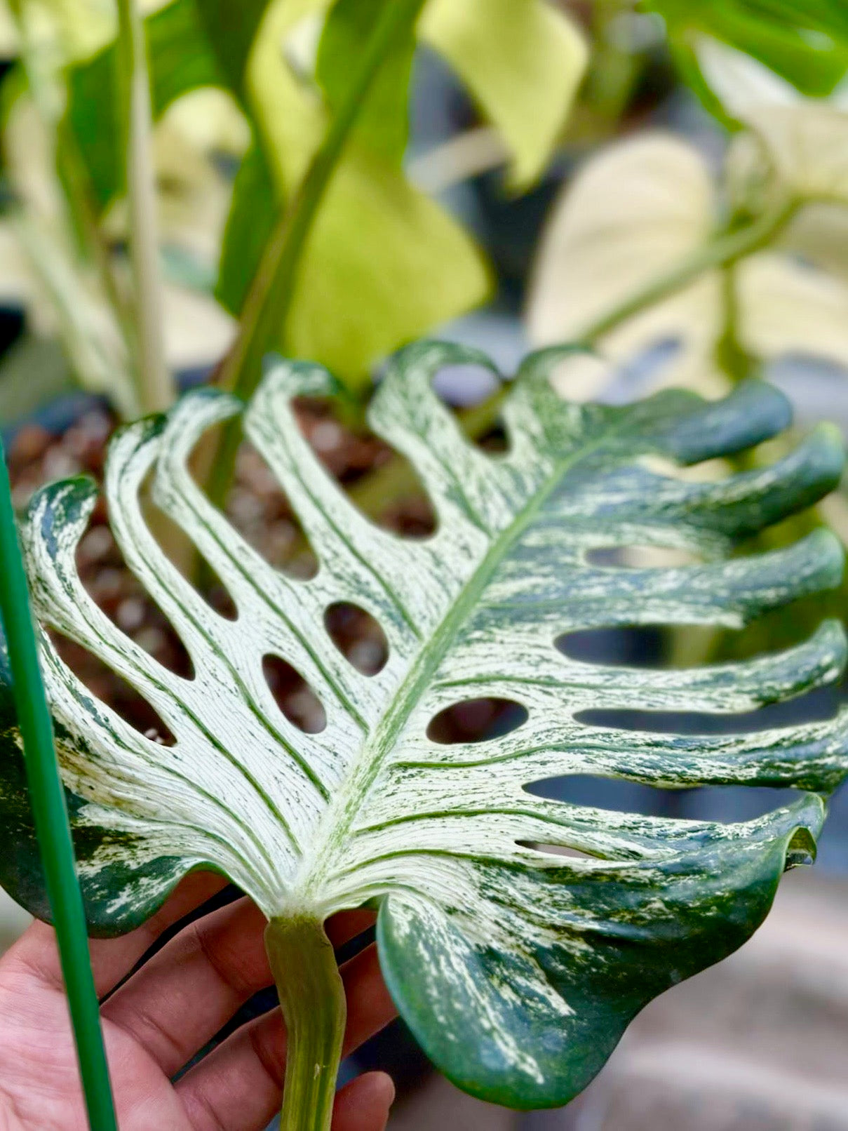 ソンチャン　ポラロイド　レア Rare plants imported from Thailand | Green and White Plants – Page 3
