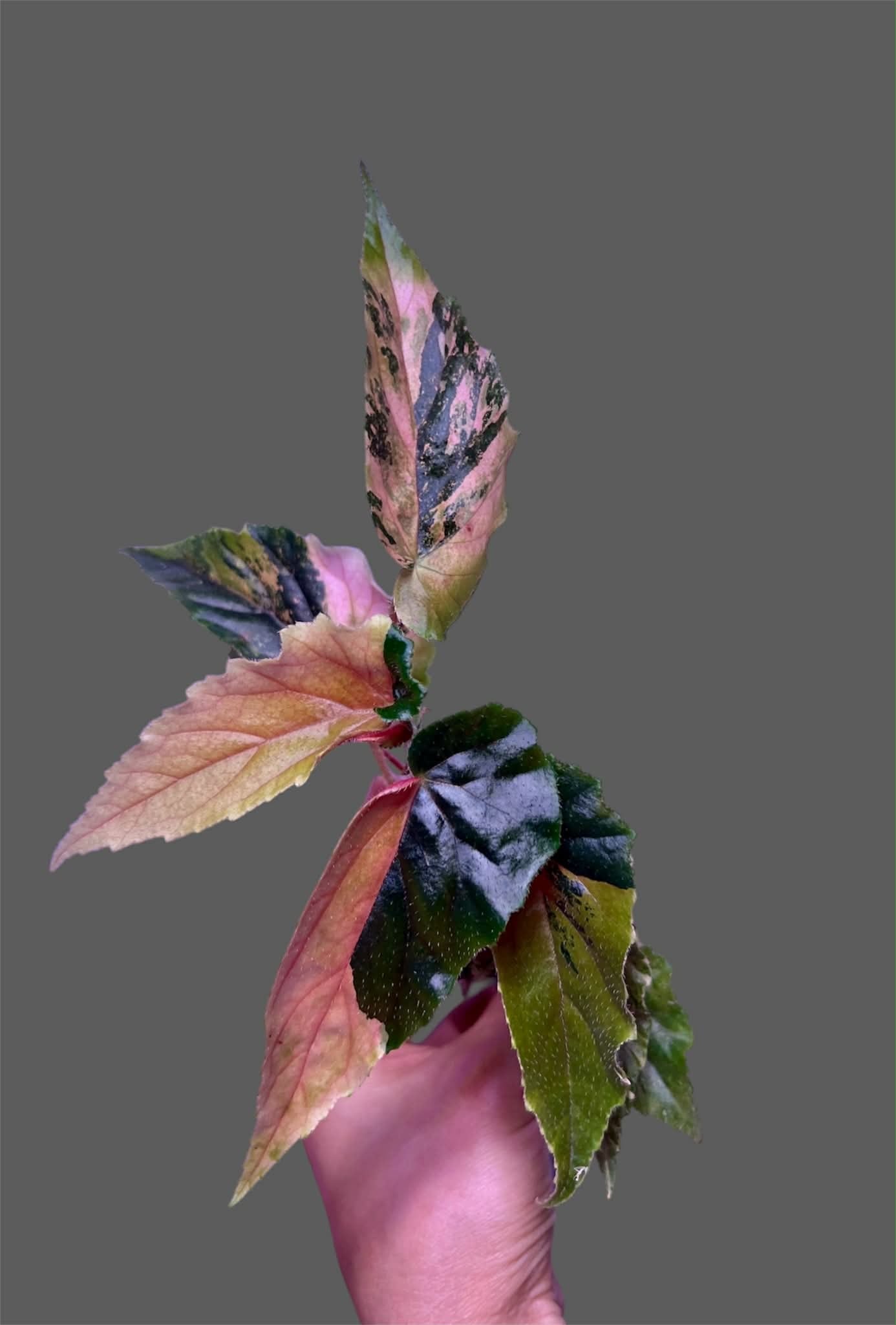 Begonia Ginny Galaxy