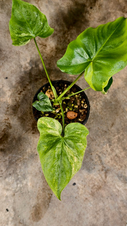 Philodendron Angela Aurea Var