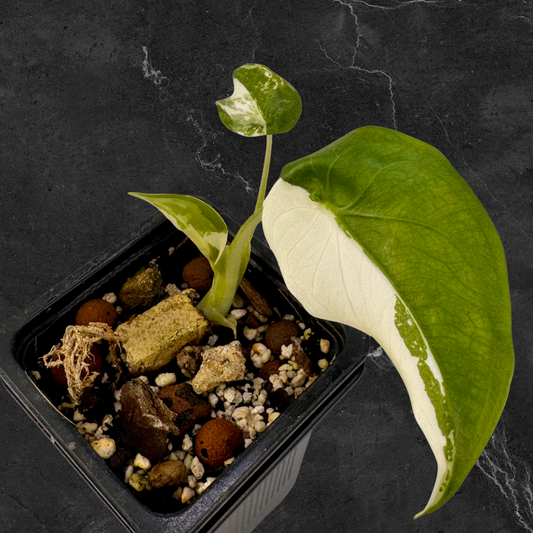 Alocasia Cuculatta « Wagyu » Albo Variegata