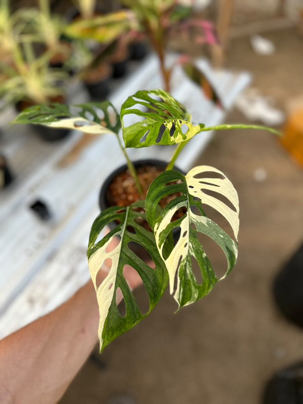 Sur mesure - Monstera adansonii sp. Laniata Albo Variegata Green and White Plants
