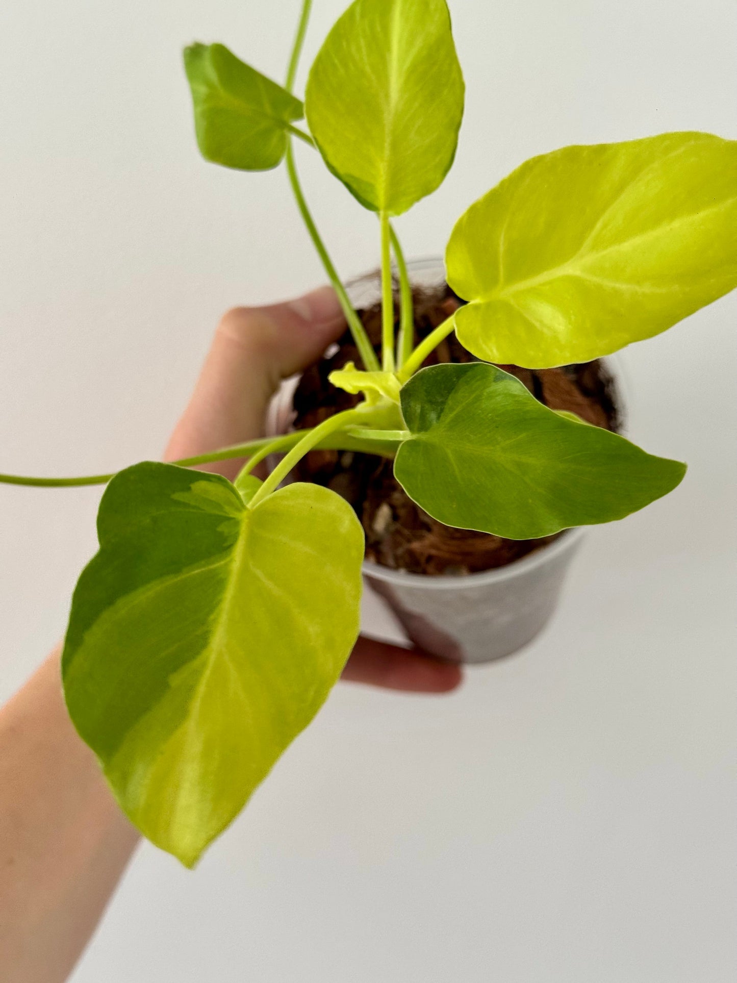 Philodendron Xanadu Variegata Green and White Plants