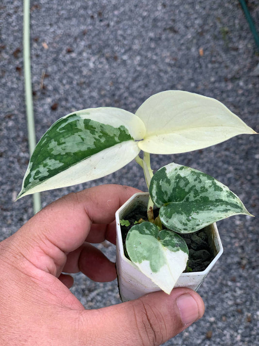 Scindapsus Mayari Variegata - Delivery 15 days
