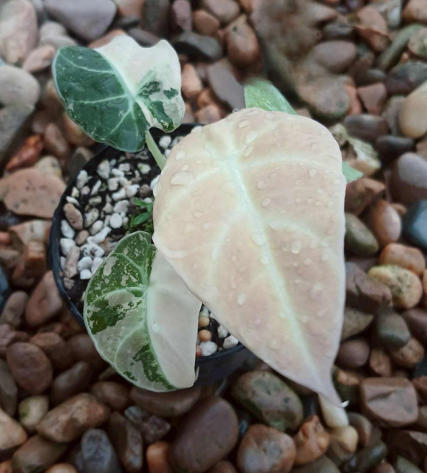Alocasia Heart Balloon Albo/Pink / Black Velvet Pink / Alocasia Substrate - Custom-made (2x interest-free payment)