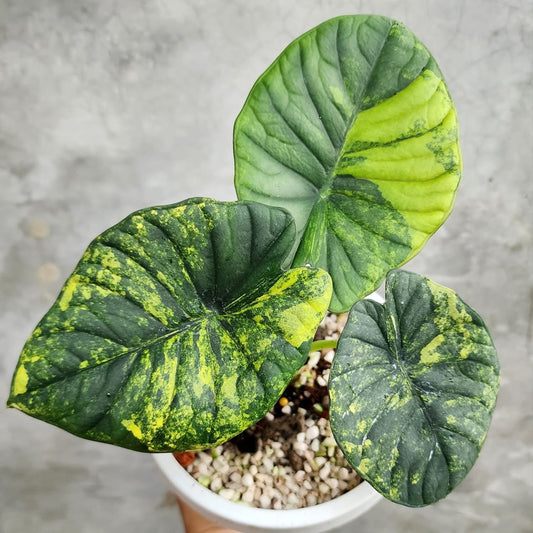 Alocasia Nebula Aurea Variegata - Précommande Green and White Plants