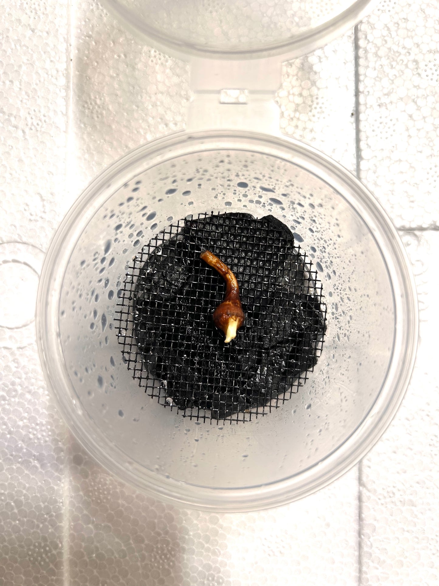 Alocasia Macrorrhizos sp. Albo Variegata - Bulbe