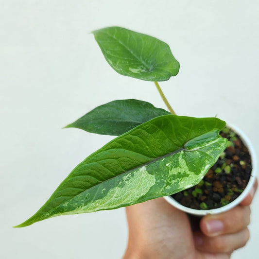 Alocasia Scalprum Albo Variegata - Précommande Green and White Plants