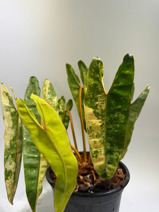 Philodendron Billitiae Var