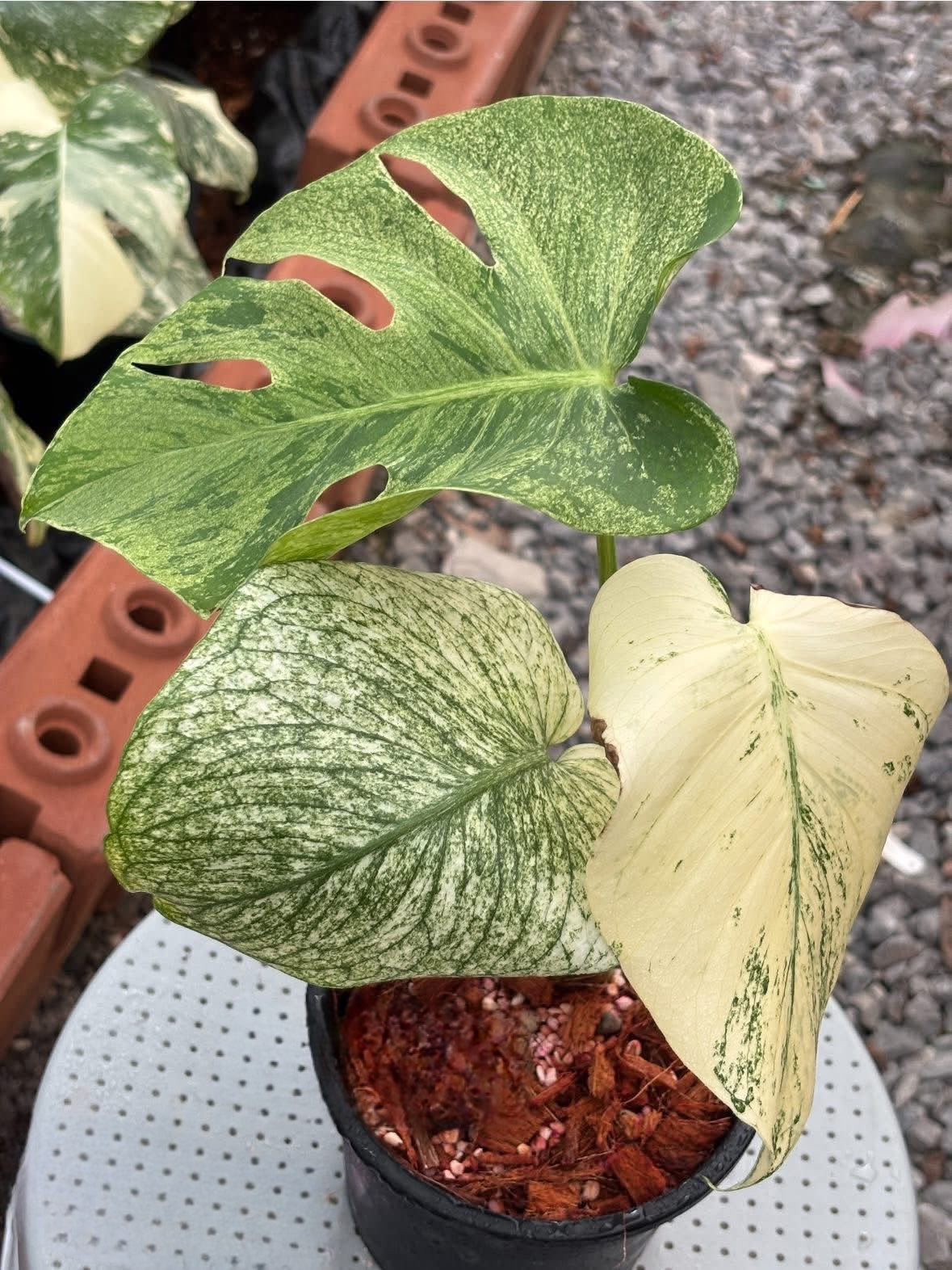 Monstera Deliciosa White Monster - Delivery 15 days