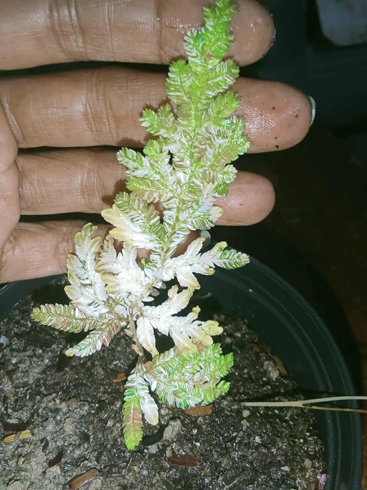 Mimosa Pudica Albo Variegata - Sur Mesure