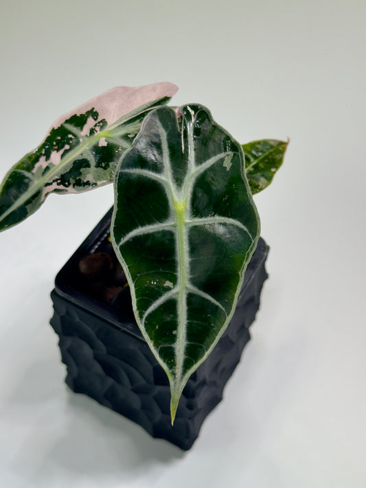 Alocasia Amazonica Pink Albo