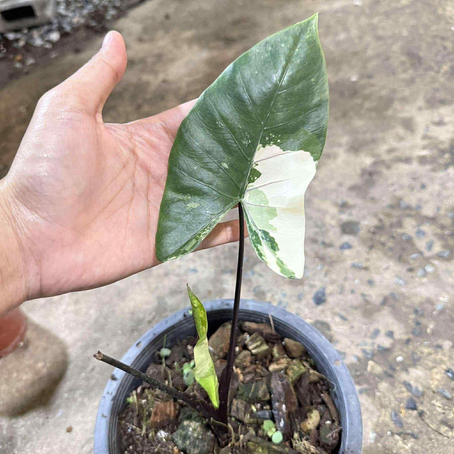 Pack pour Valentin - Sur Mesure