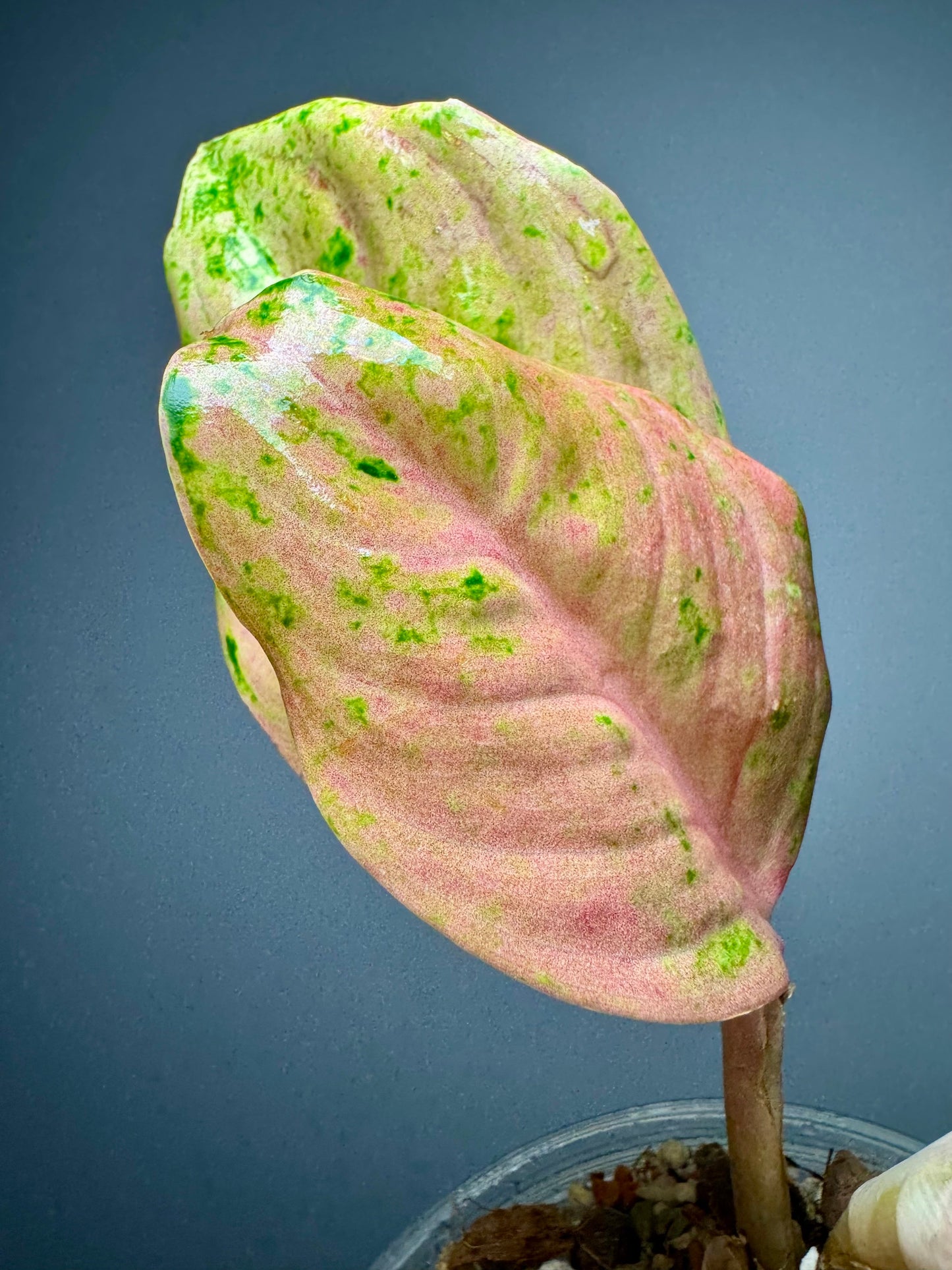 Aglaonema Kumlaingoenkumlaithong Green and White Plants