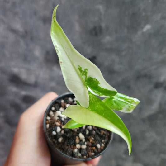 Alocasia Tigrina Superba Albo Variegata - Précommande Green and White Plants