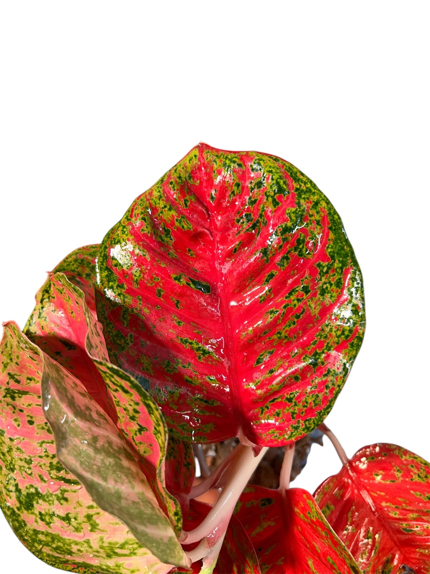 Aglaonema Sombat Siam Round Leaves Green and White Plants