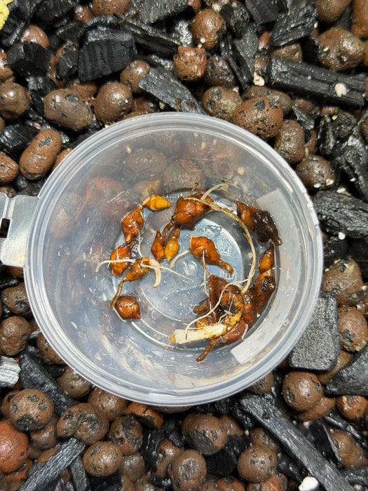 Alocasia « Holy Grail » - Bulbe