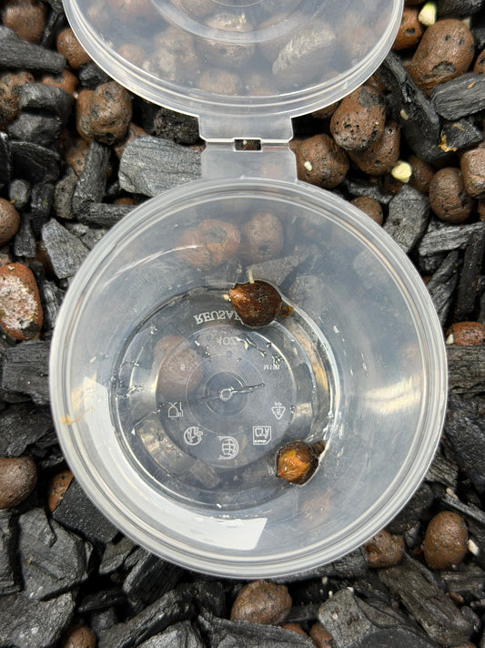 Alocasia Regal Shield Albo/Mint - Bulbe