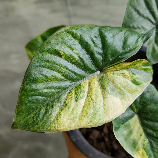 Alocasia Serendipity Gold - Précommande Green and White Plants