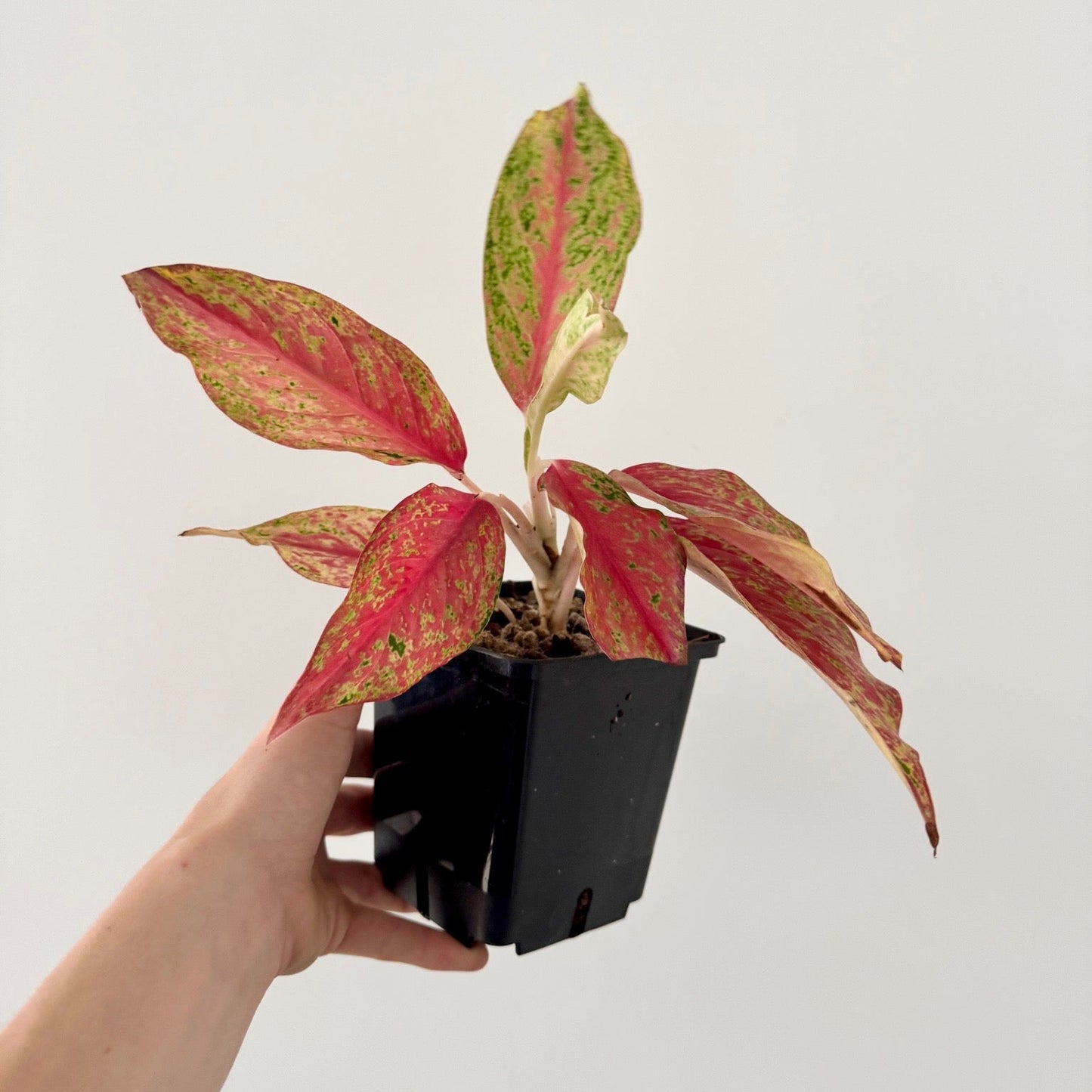 Aglaonema Lemoon Green and White Plants