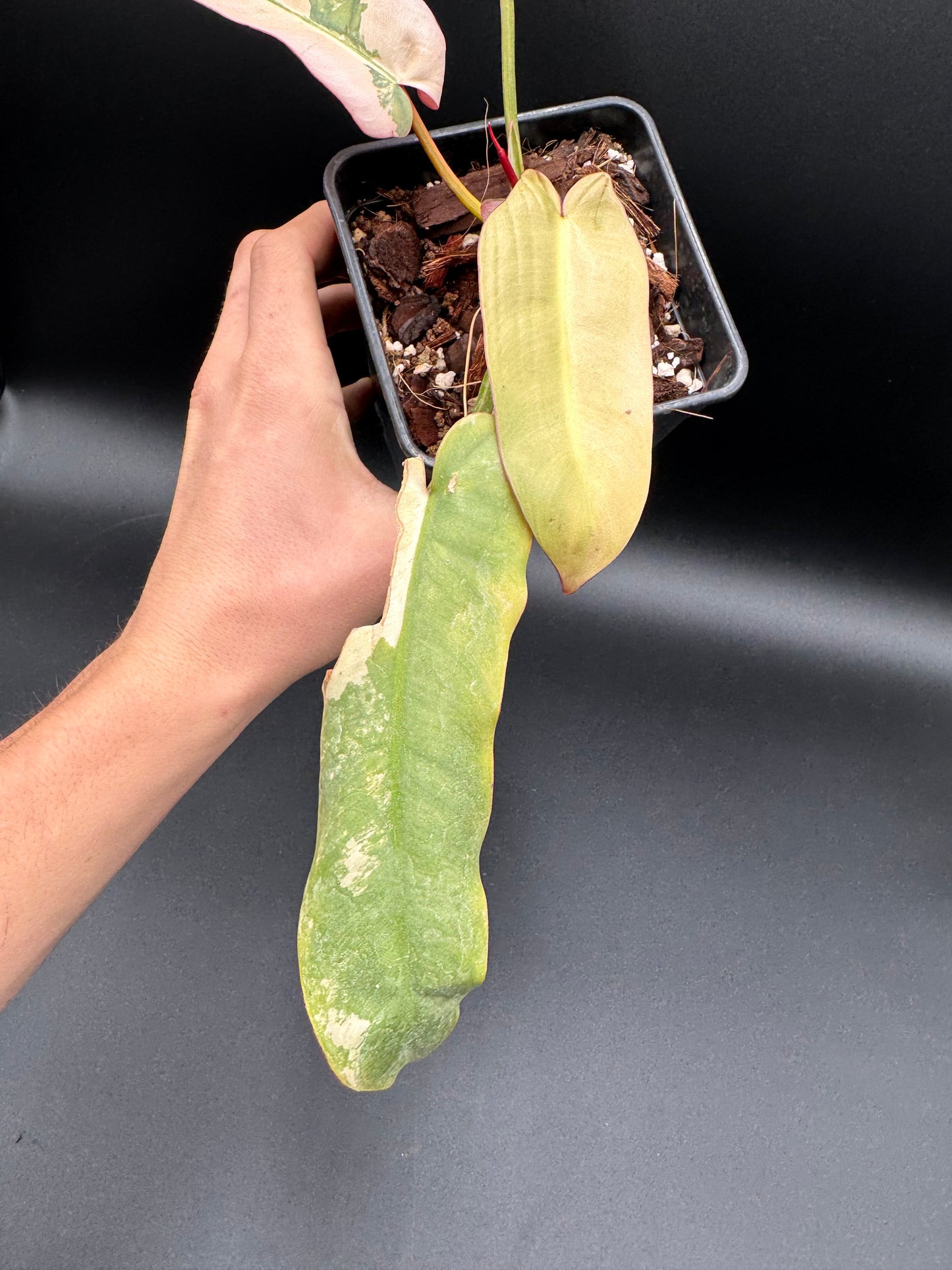 Philodendron Atabapoense Pink Variegata