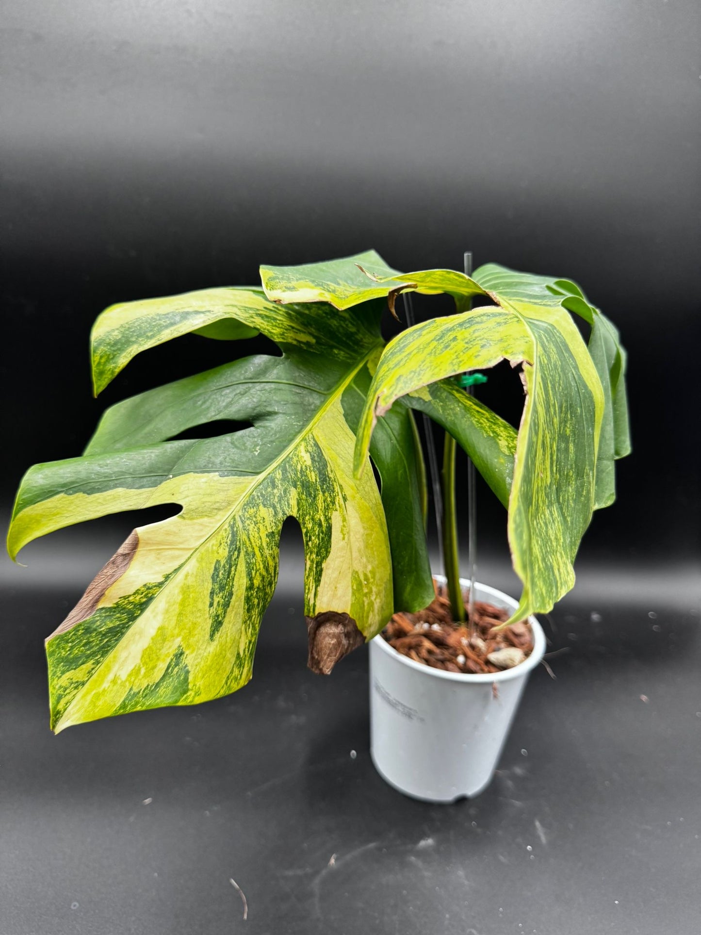 Monstera Aurea Variegata