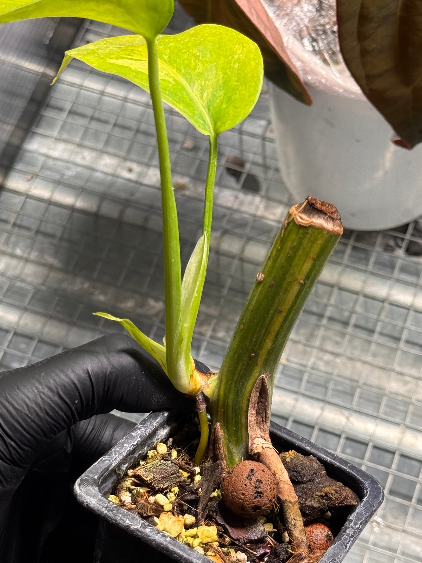 Monstera Borsigiana Aurea - Steckling