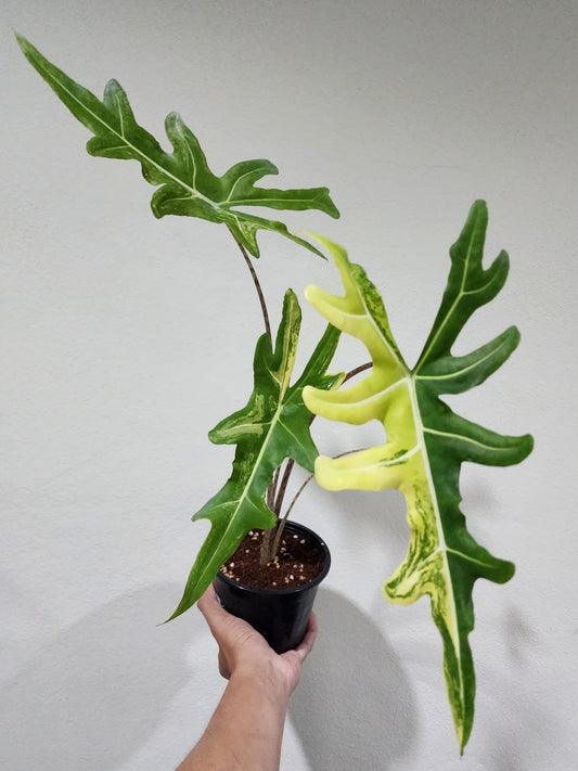 Alocasia Portei Aurea Variegata - Précommande Green and White Plants