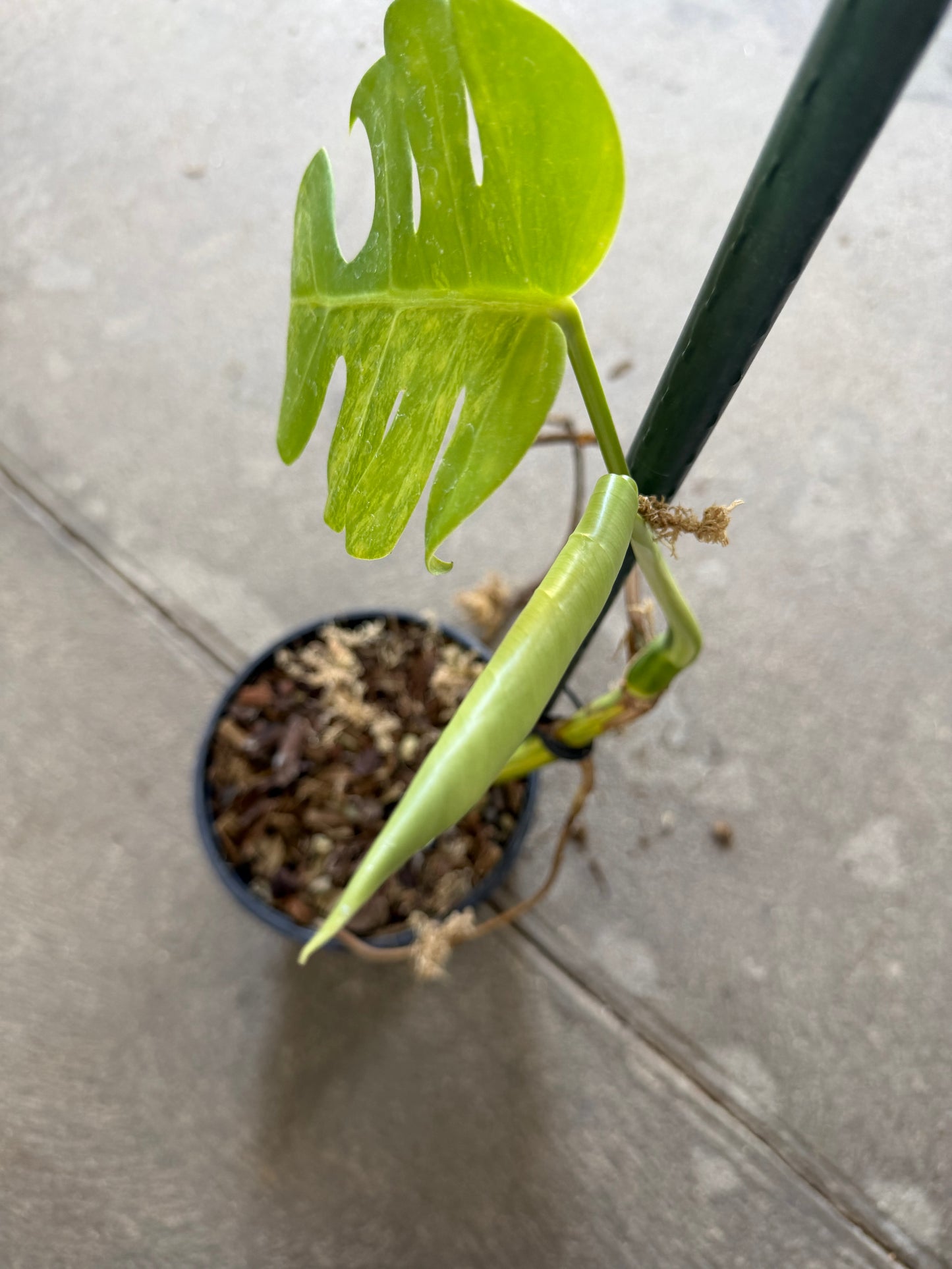 Monstera Borsigiana Aurea Variegata