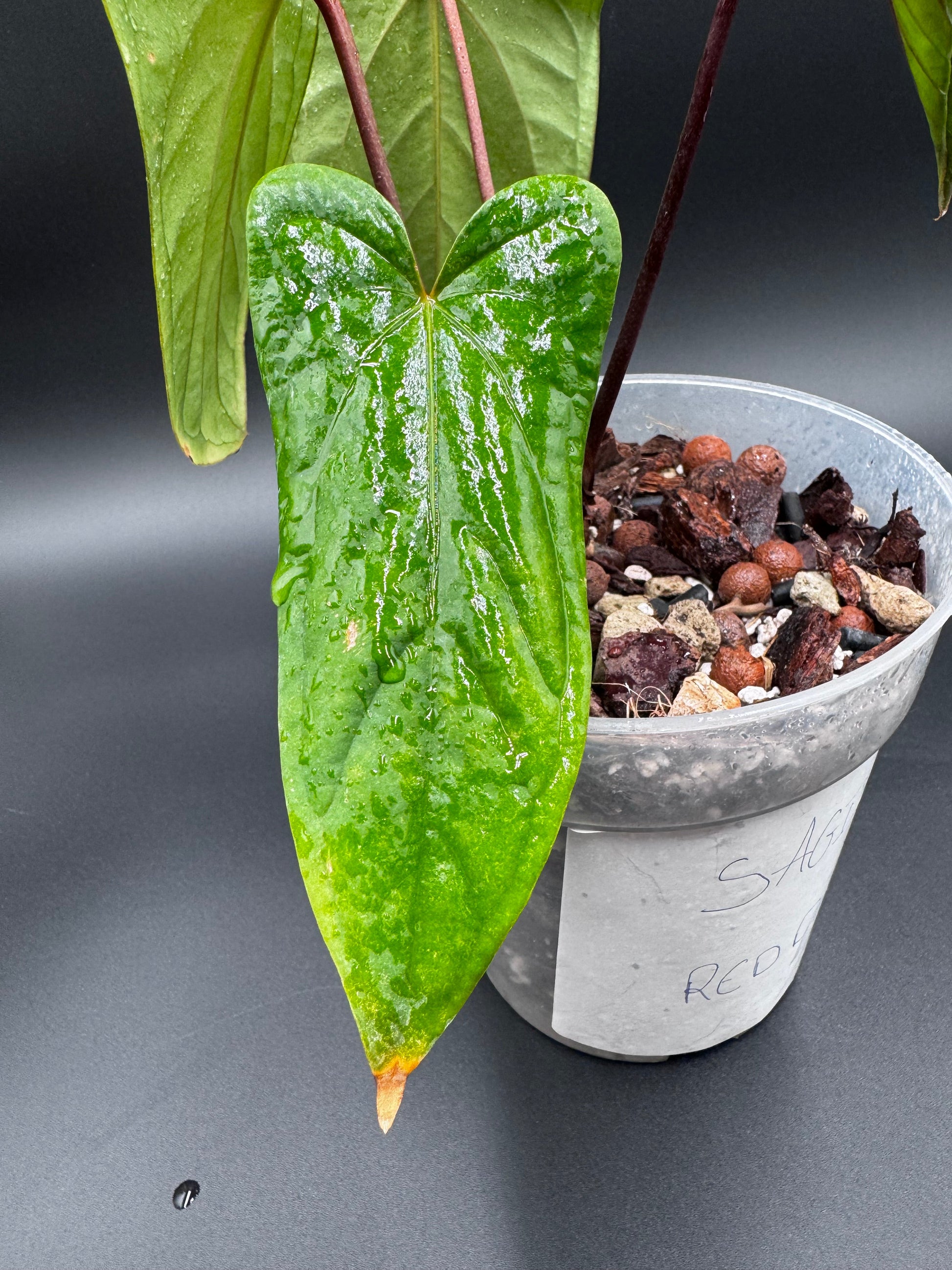 Anthurium Sagittatum x Red Dark Phoenix Green and White Plants