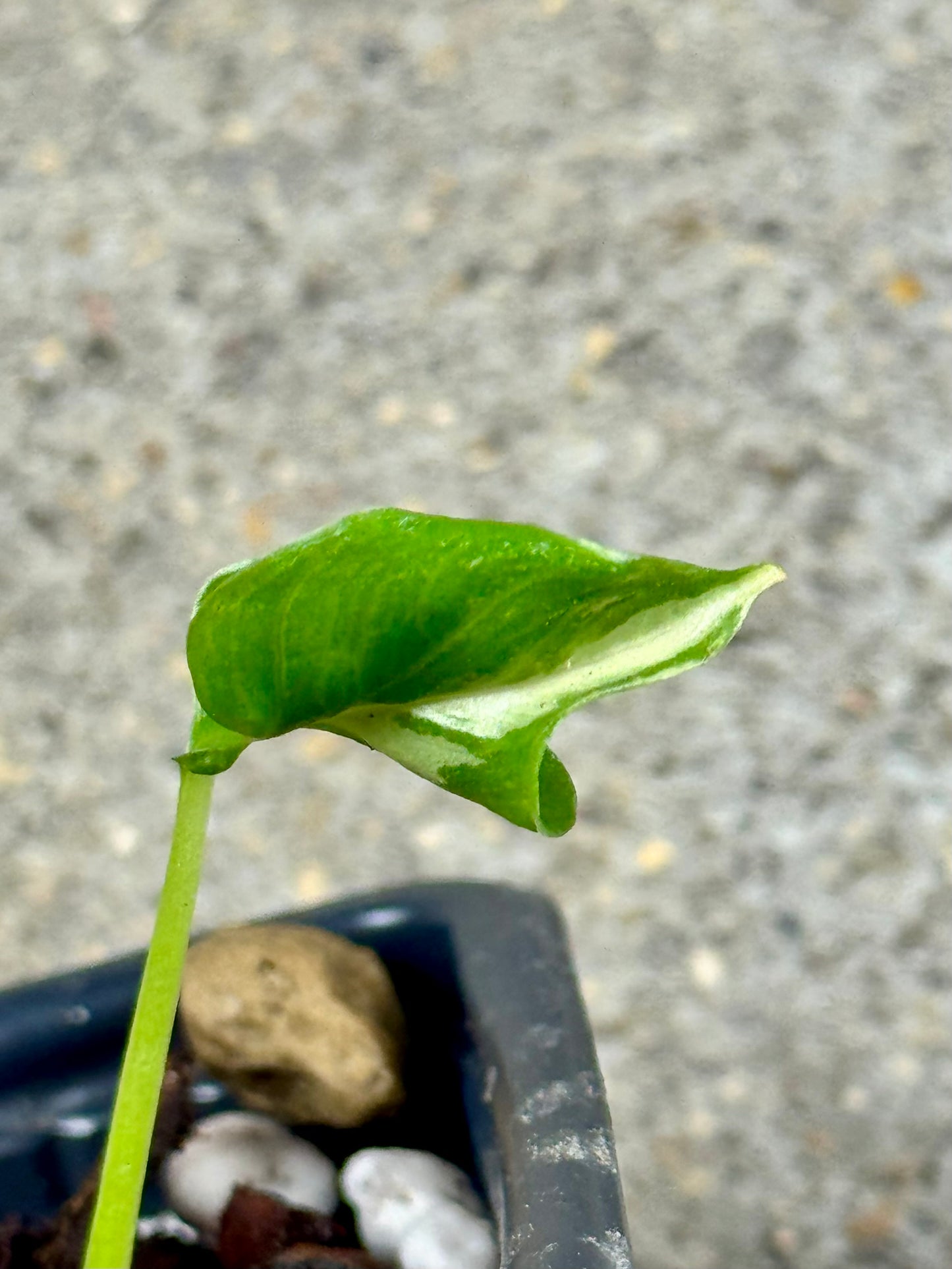 Alocasia Cucullata Crinkless Albo