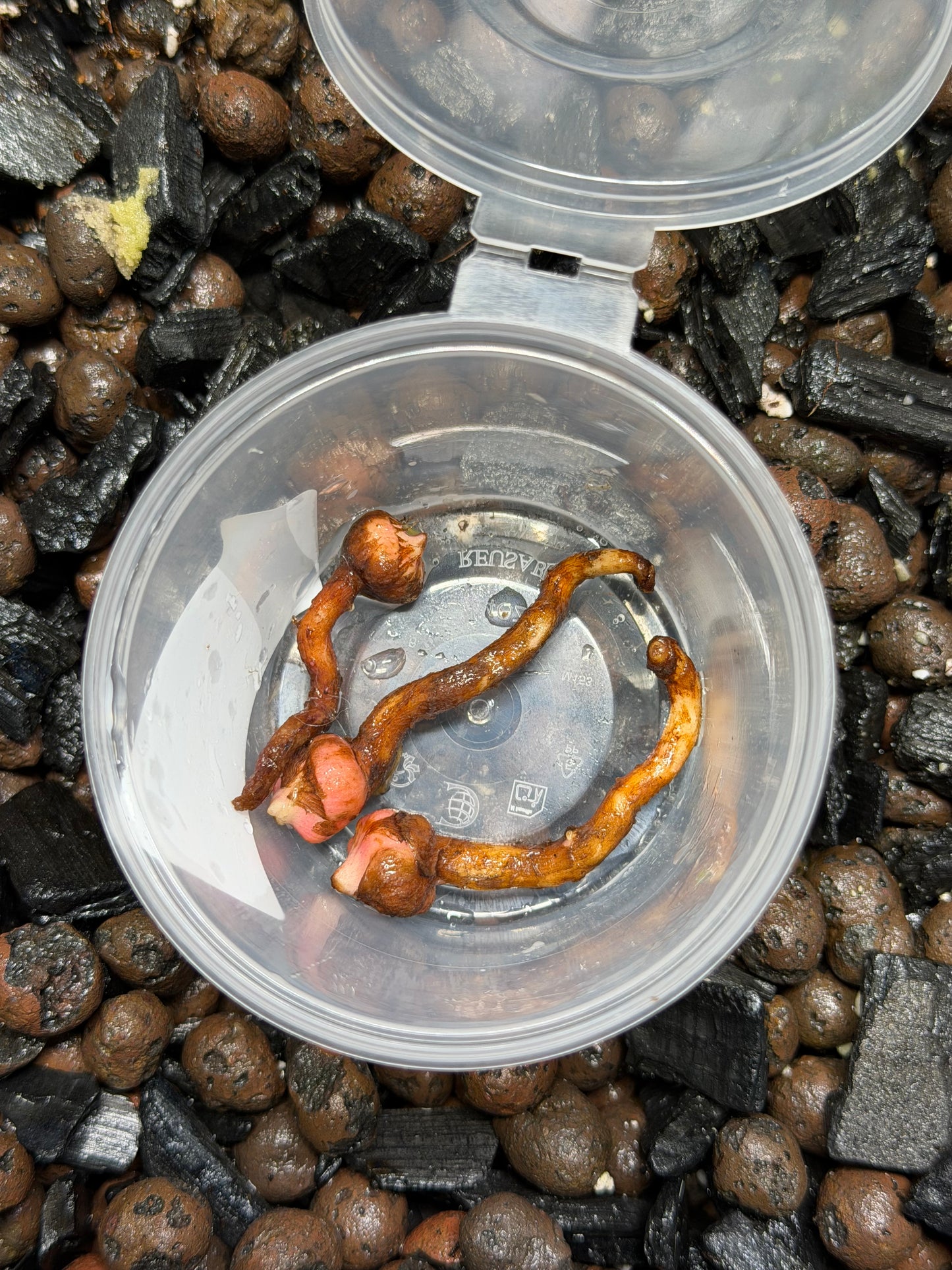 Alocasia Stingray Marble Mint - Bulbe