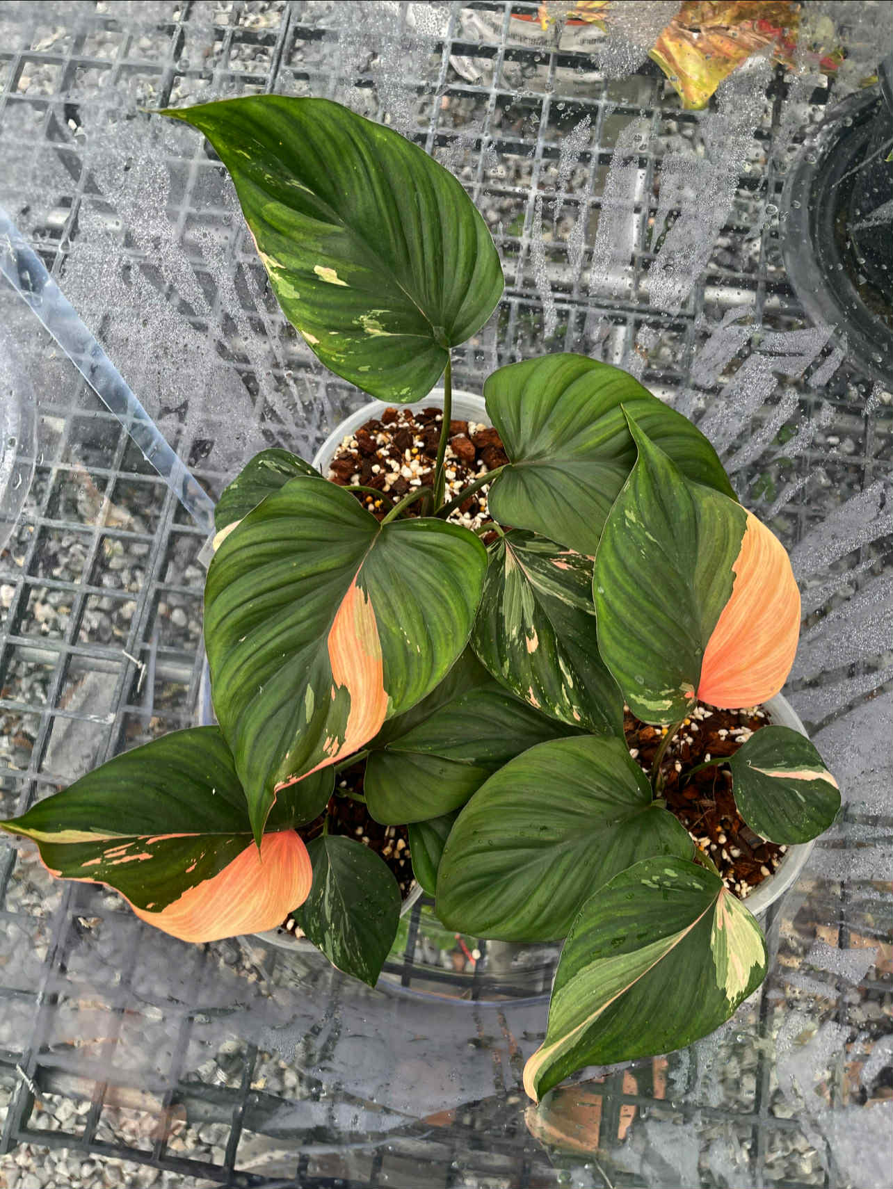 Homalomena Chan Nak Pink Variegata - Livraison 30 jours
