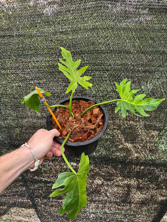 Philodendron Radiatum Variegata Green and White Plants