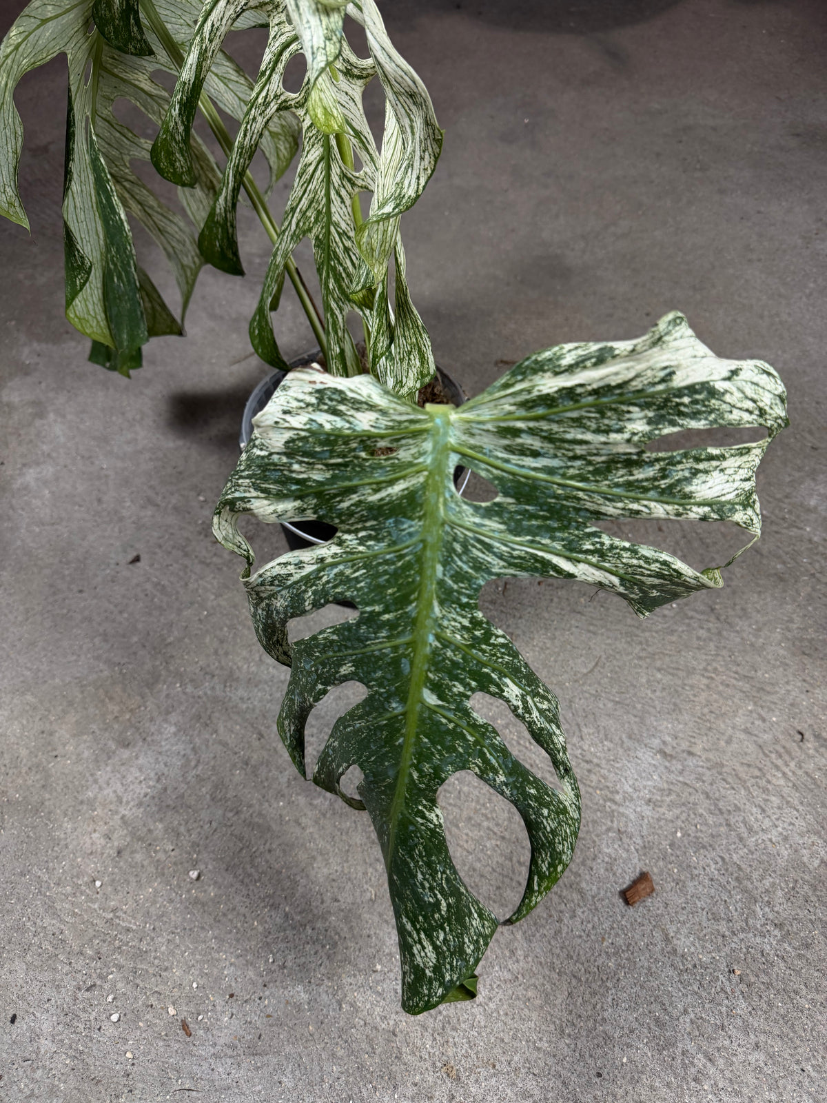 Monstera Devil Monster