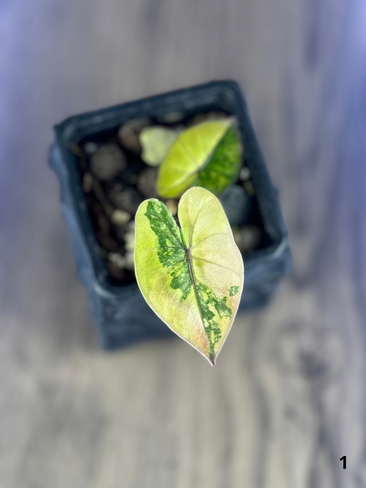 Alocasia Yucatan Tricolor