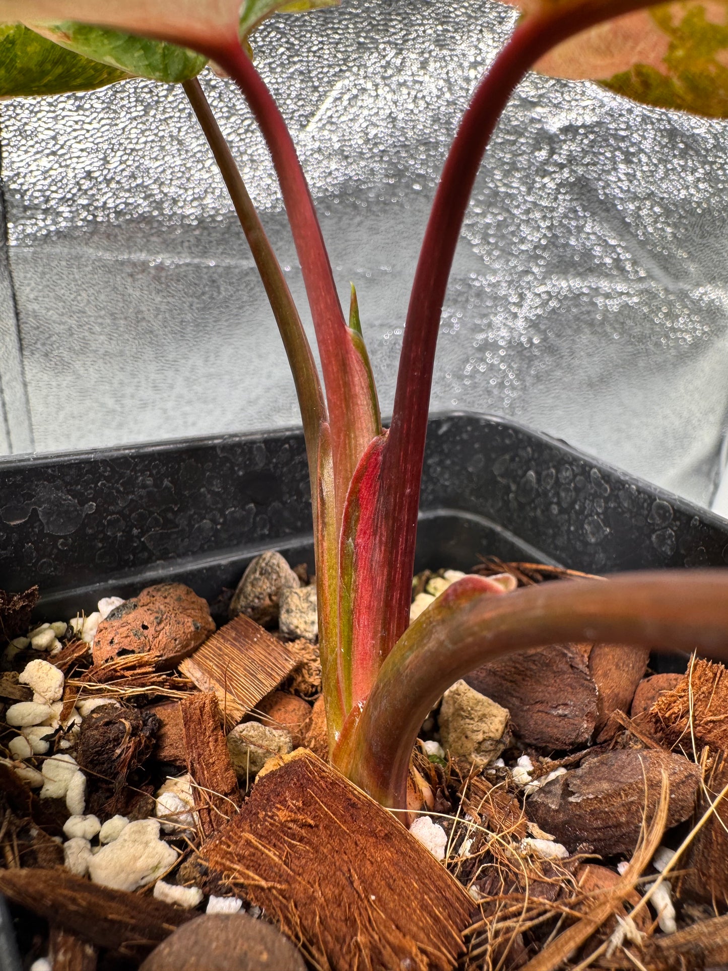 Homalomena Rubescens Pink Mutation Variegata
