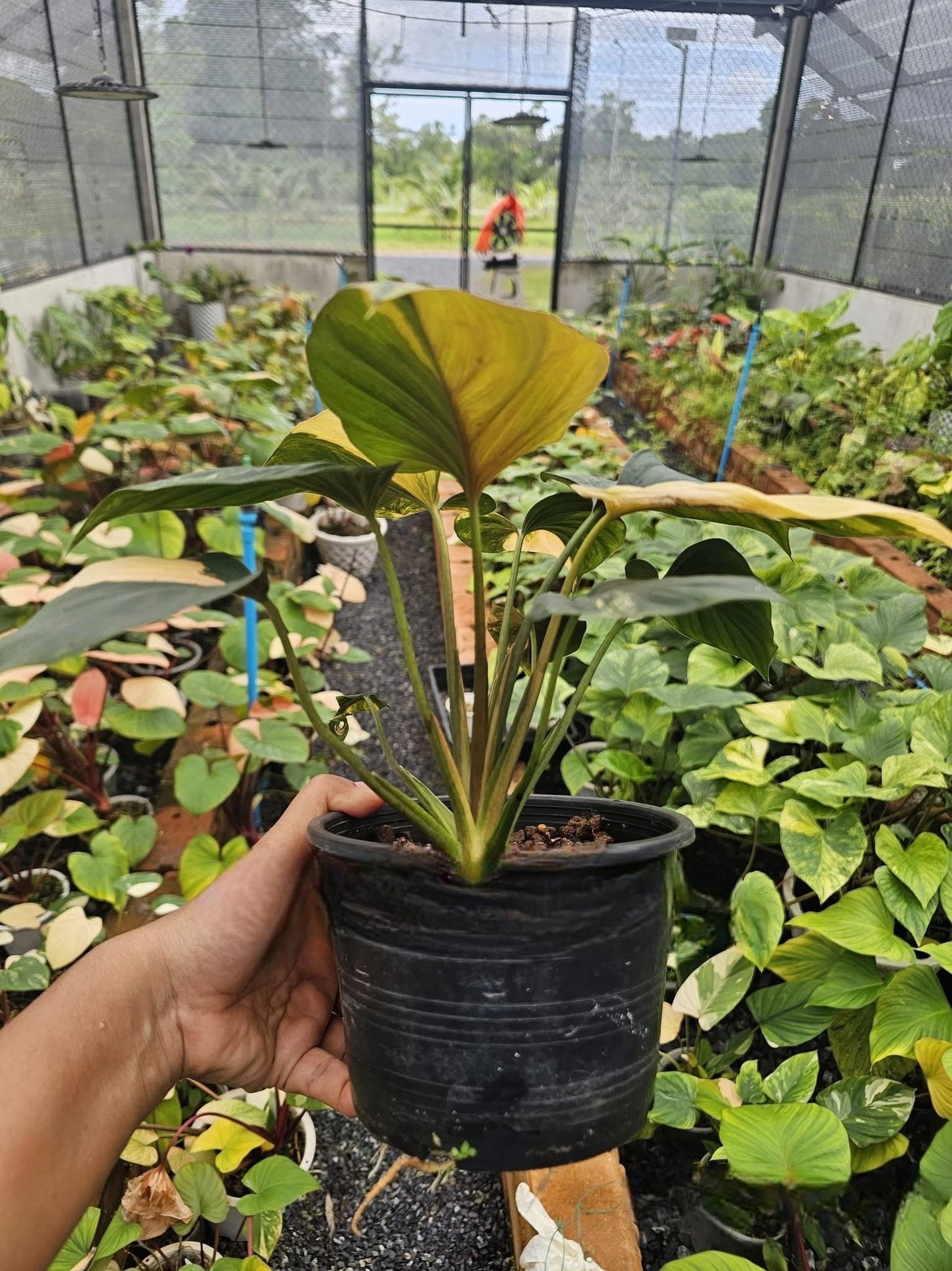 Homalomena Amber Naka Variegata - Livraison 30 jours