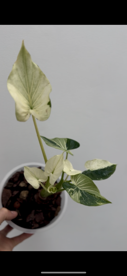 Homalomena Rubescens Tricolor / Alocasia Cucullata Albo Variegata - Sur Mesure