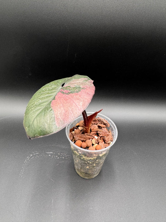 Alocasia Serendipity Pink